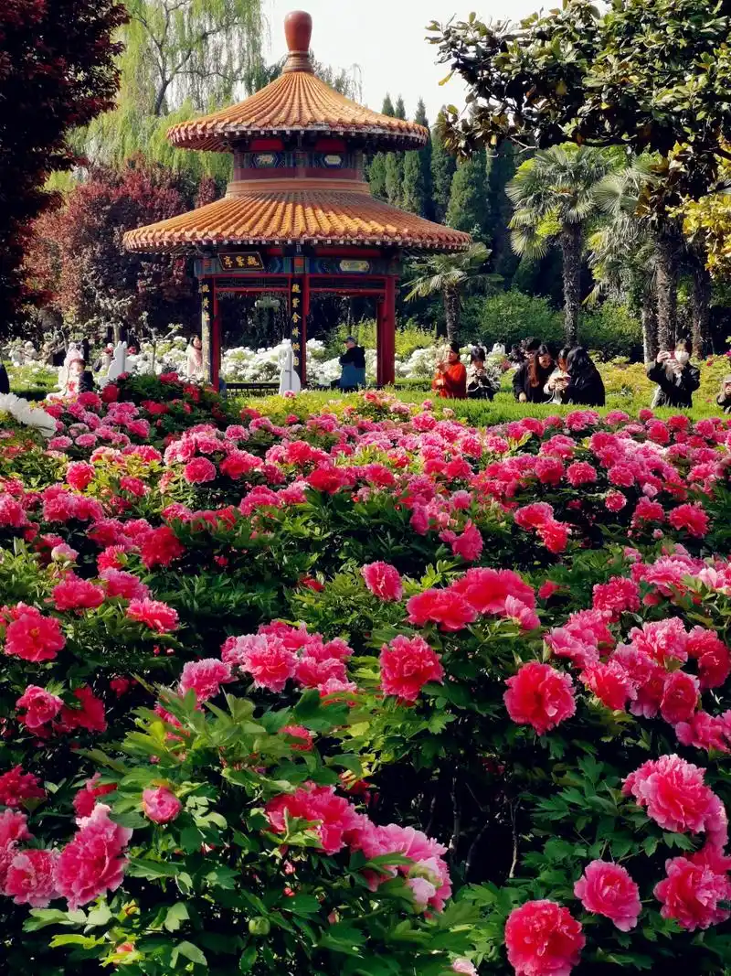 洛阳牡丹园:国花的故乡,牡丹的天堂  我对洛阳牡丹园真的是有着特殊的