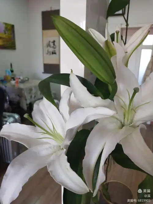 家中的百合花