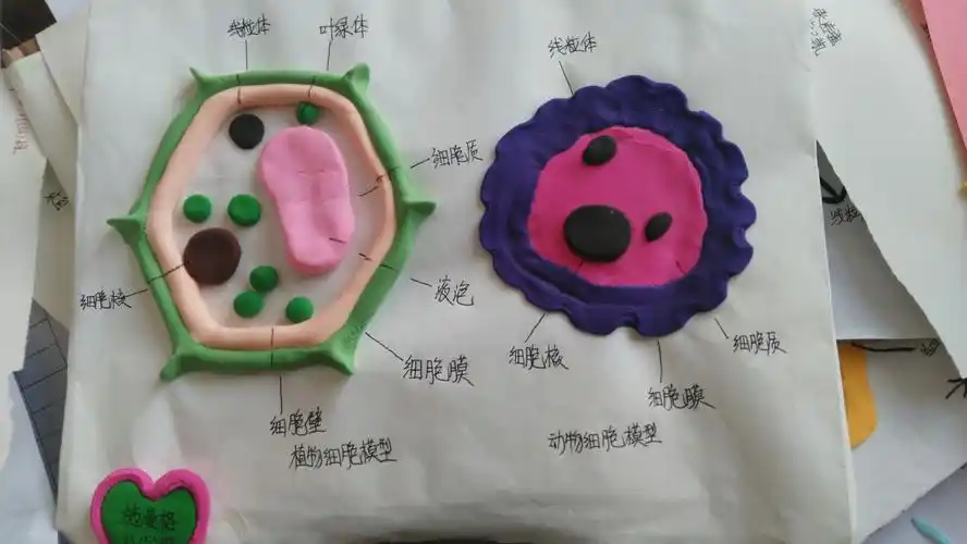 学科活动花千树,特色硕果香满园一一第一届学科特色生物模型制作比赛