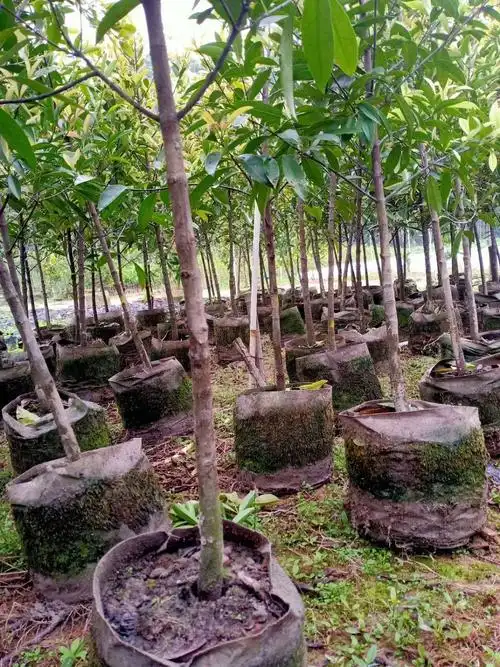 山竹树苗 岭南山竹苗