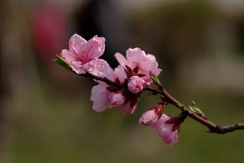 满园春色桃花开