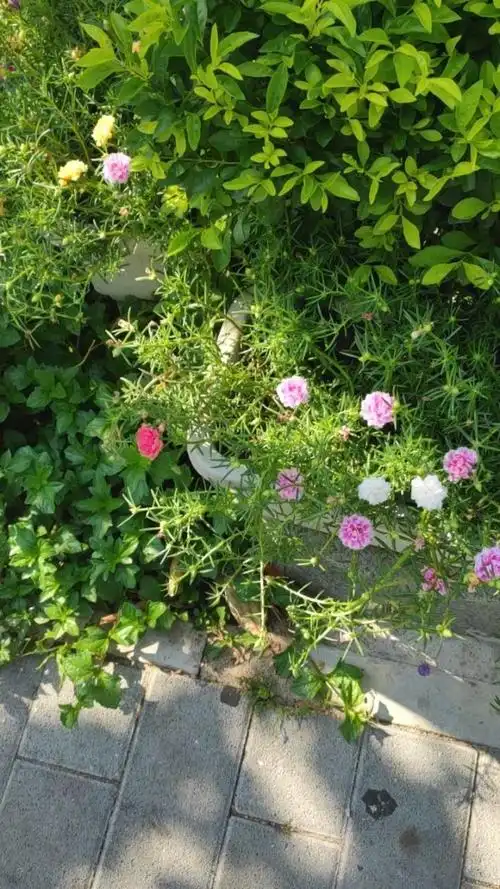 好美的太阳花!各种颜色都有