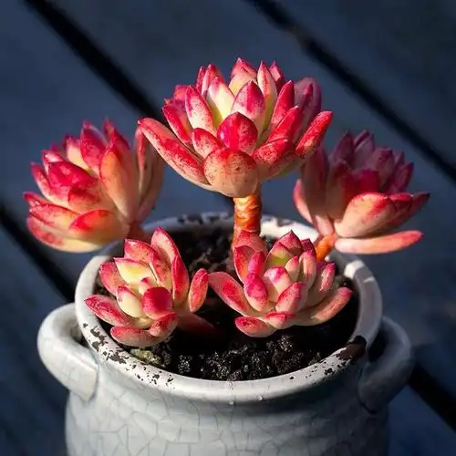 红稚莲群生老桩多肉植物萌肉肉新手好养办公室盆栽绿植带杆小桩