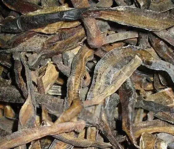 中草药百科地龙的功效与作用清热定惊通络平喘利尿