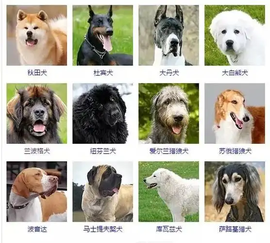 品种(美国afc标准的哦)今天呢 就给大家做一个大的总结从最常见的狗狗