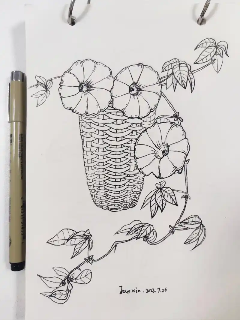 每日一画「牵牛花」