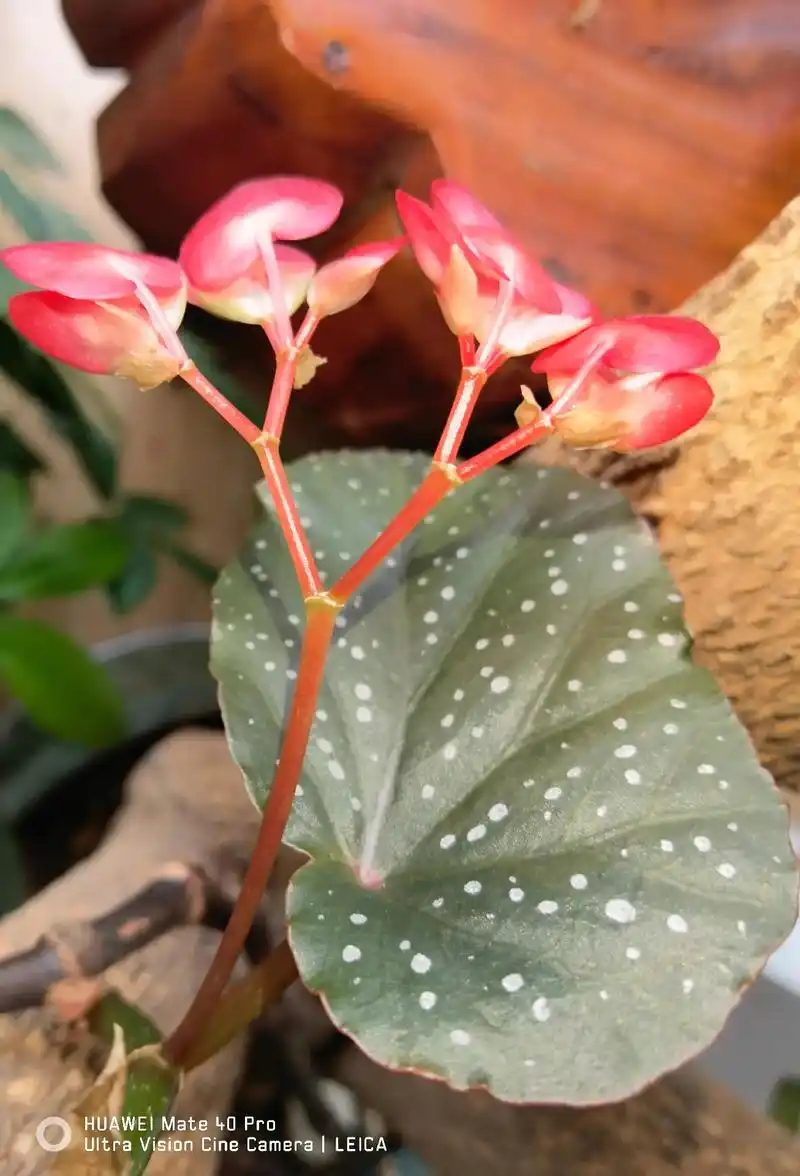 斑叶竹节海棠花继续在盛开. - 抖音