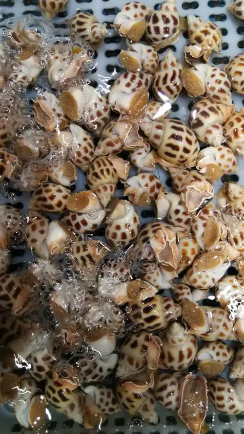 这是黄螺,从来没有听说过,因为我们是内陆城市的人,不知道海里的事.