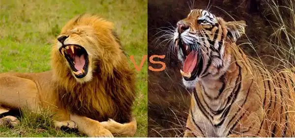 一直以来,大部分人总是从较为宽广的视角去单纯地谈狮子与老虎的对比