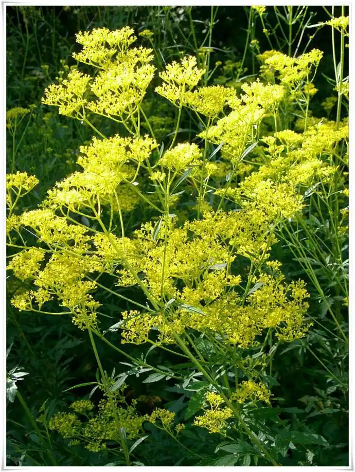 取黄花败酱鲜叶适量,加生石膏0.