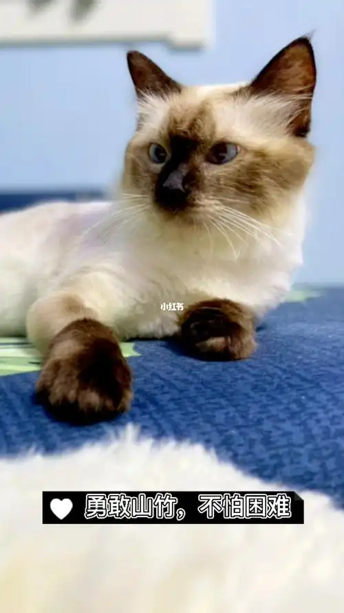 我捡的第一只猫小山竹