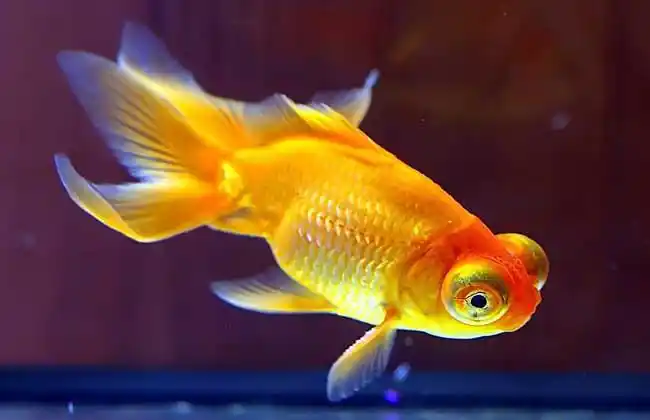 金鱼怎么分公母?