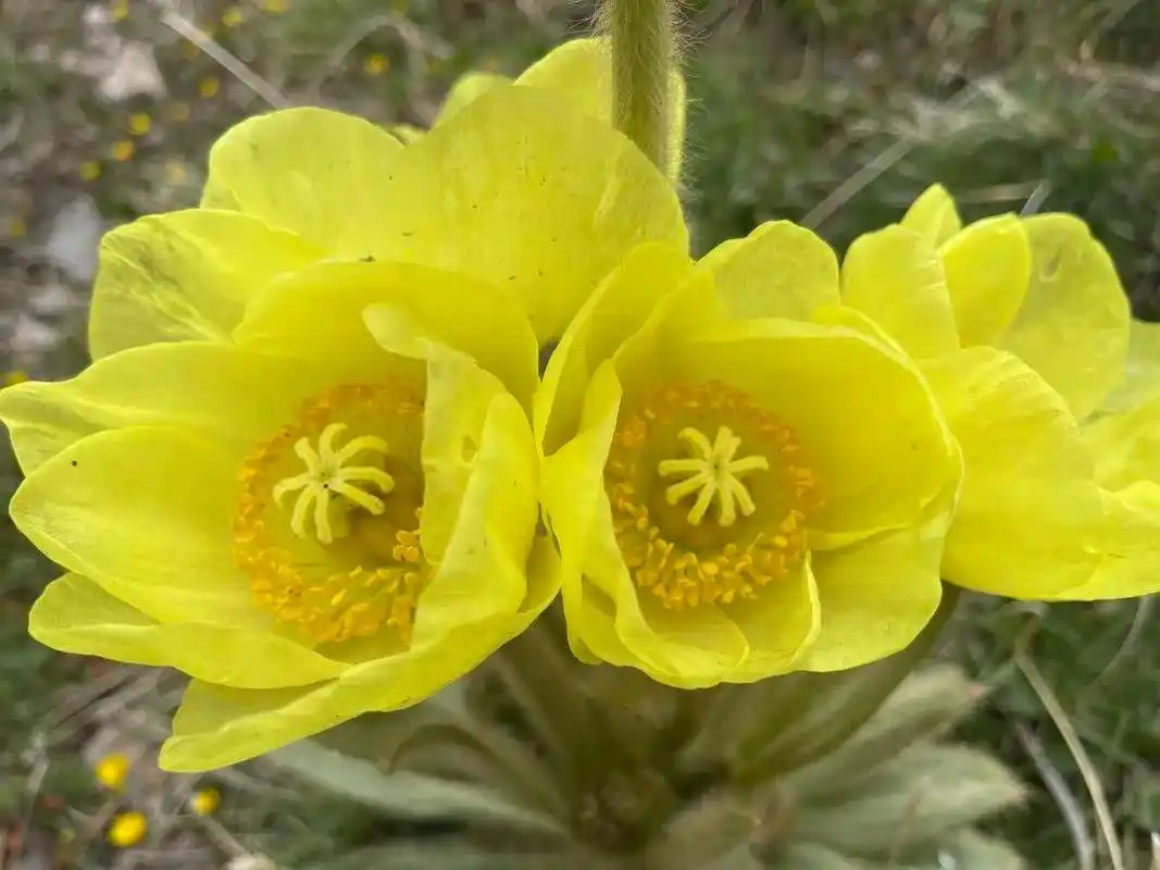 画家王芳芳|高原的生命之花:全缘叶绿绒蒿