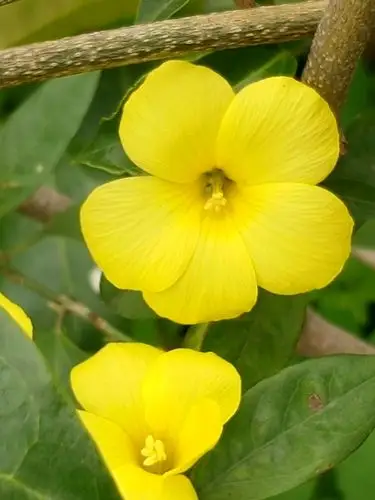 华南植物院,各种各样的美丽鲜花