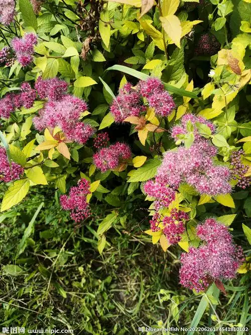 傍晚夕阳下的粉花绣线菊花海花丛