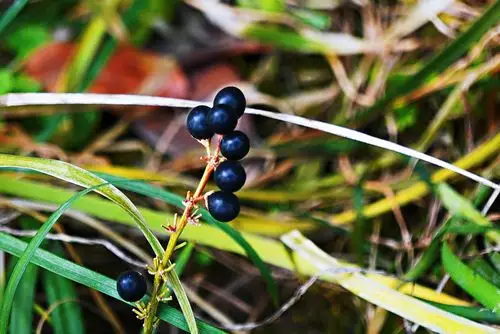 植物黑珍珠【原创首发】