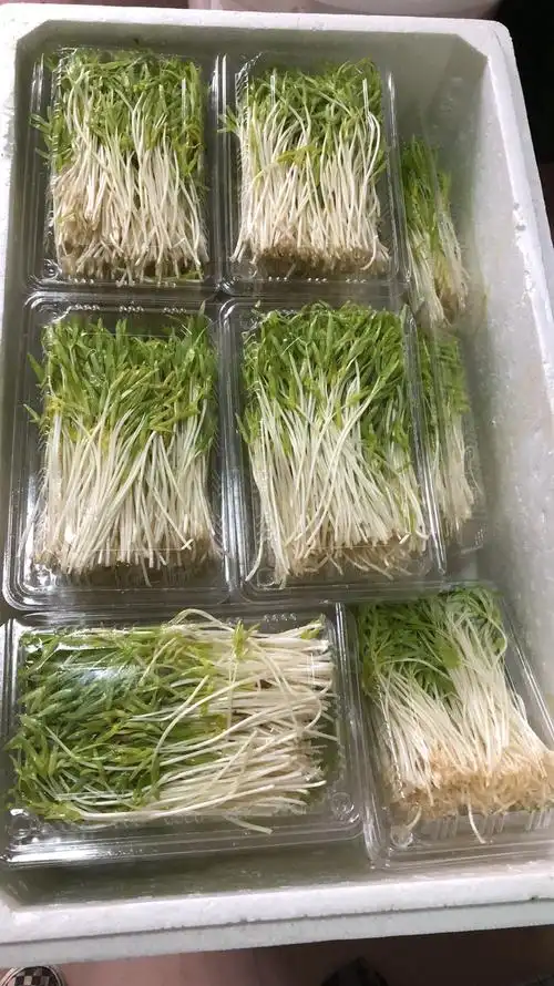 新鲜绿色有机空心菜苗已包装好 发给老板祝老板大卖特卖