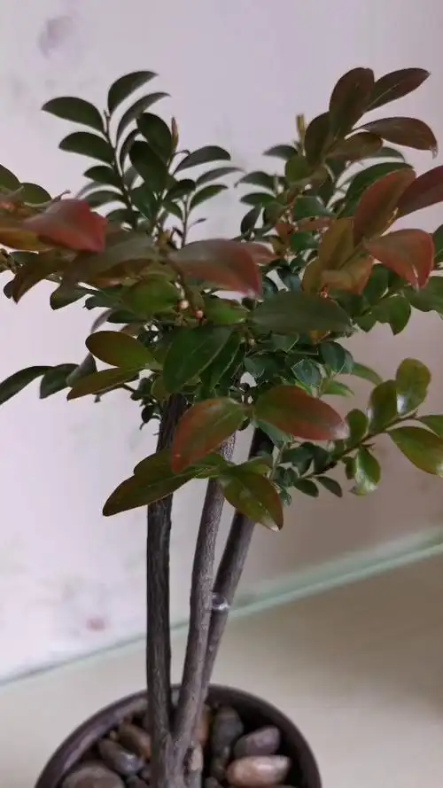 小叶紫檀盆景开花吗?什么样?