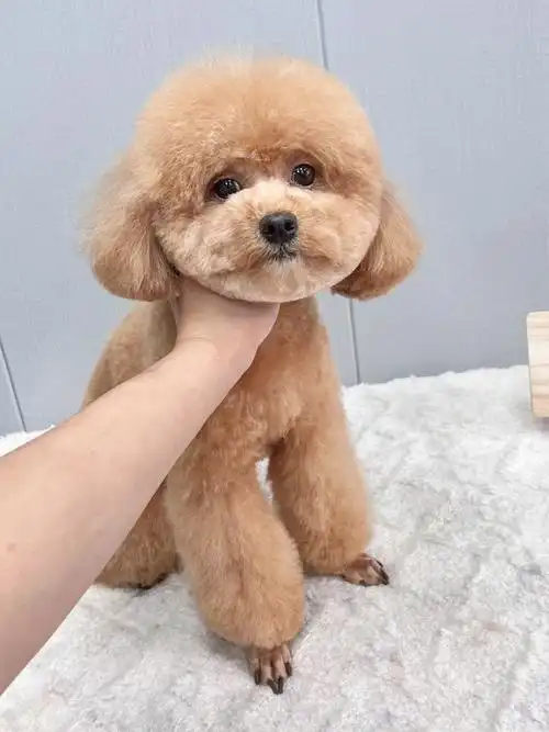 贵宾犬美容造型