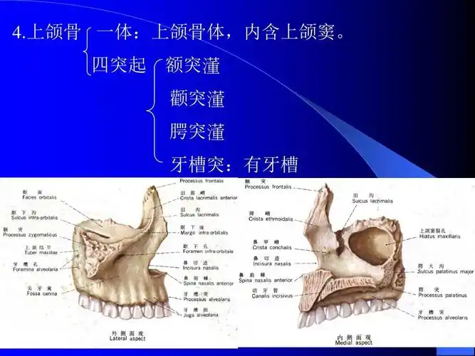 系统解剖3颅骨ppt