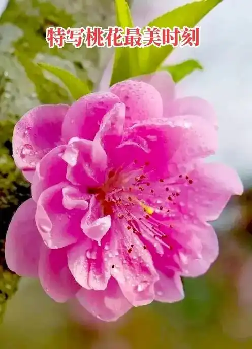 热门97 桃花春色暖先开#明媚谁人不看来.一年一度的桃花竞 - 抖音