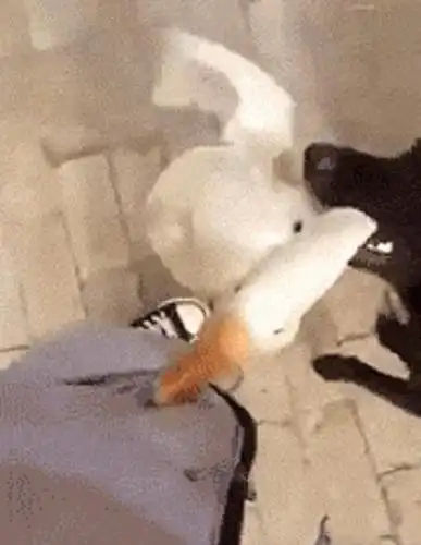 回老家被老鹅追着啄,大黑狗咬住鹅脖子往后拽:快放口自己人