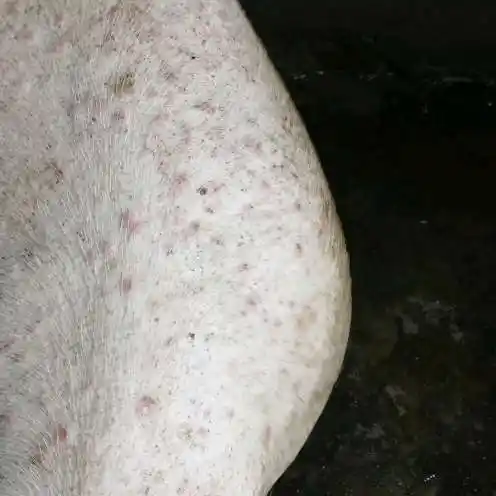 育肥猪身上有红疙瘩开始很小的红点后来越长越大不影响吃食
