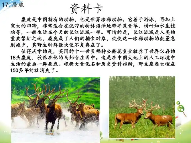 苏教版六年级语文上册17麋鹿全面