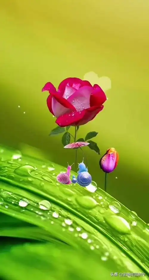 一花一世界唯美句子(一花一世界) - 好技术常识经验网