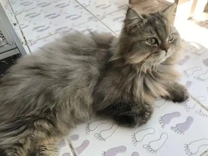 金渐层金吉拉的猫猫存找女盆友