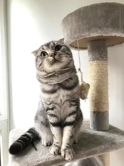 自家美短折耳妹妹找新家北京