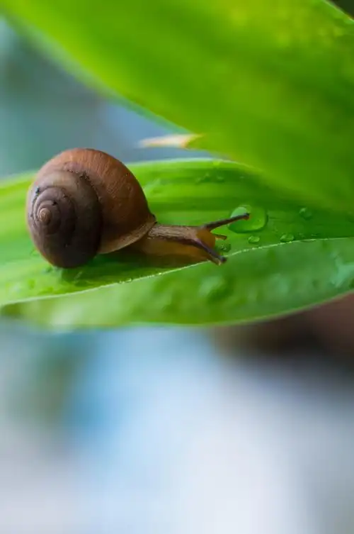 清新小蜗牛
