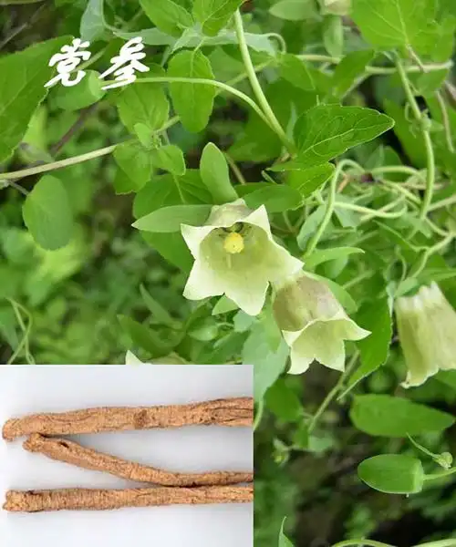 p>新疆党参(学名: i> i>codonopsis clematidea /i>  /i>),是 a>双子