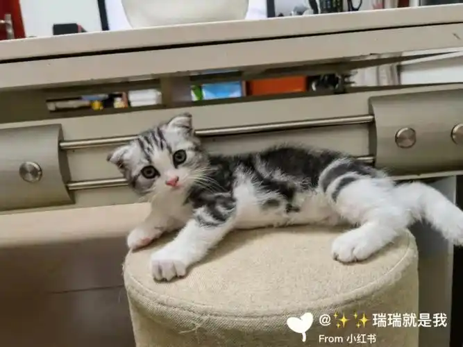 美短加白这品相怎么样