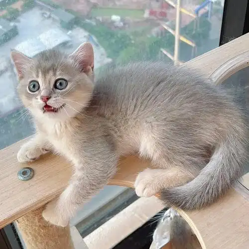 英短蓝金渐层ay11繁育级两个多月现猫