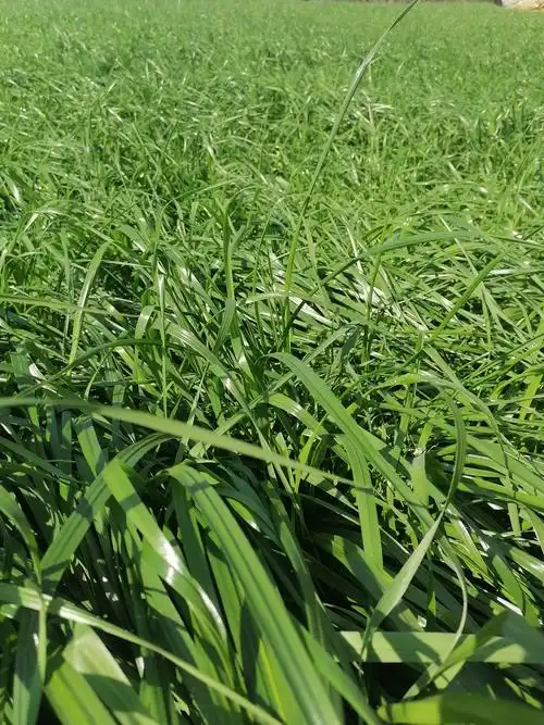 黑麦草牧草生长周期为多少天 - 广西伟景园林绿化工程有限公司