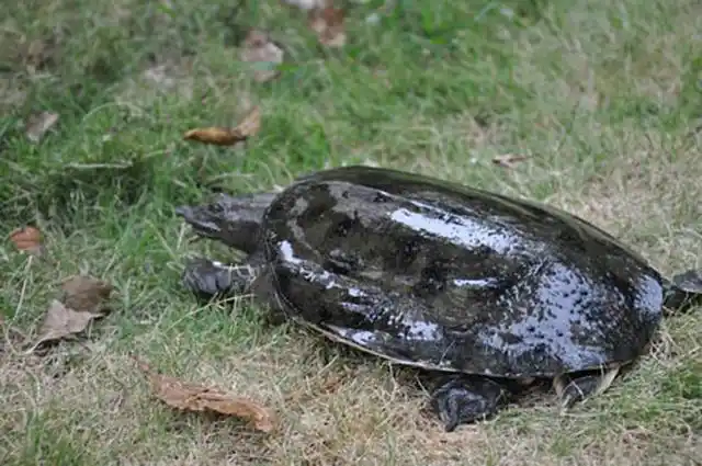 野生甲鱼特点:甲鱼体色会随着环境会呈现不同颜色,沙地的一般是黄色