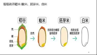 稻米依结构分析:谷壳→糠层→胚芽→胚乳.