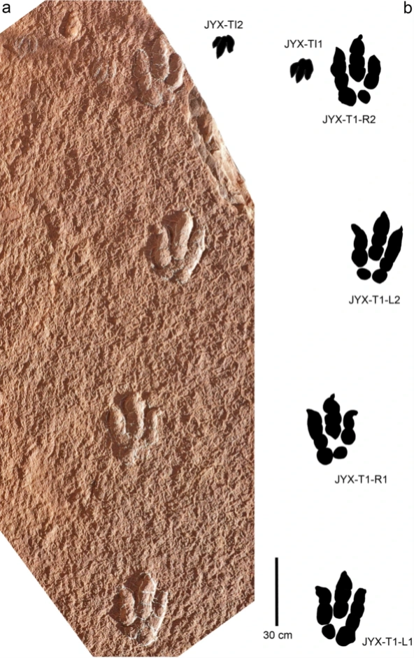 反差萌!四川再发现肉食性恐龙足迹,形状短胖煞是可爱