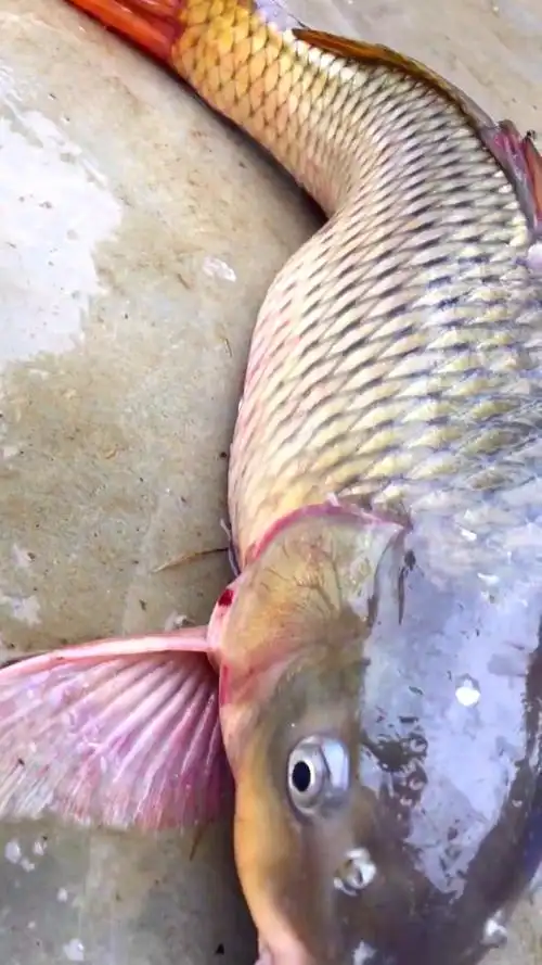 春节在农村鱼塘网了条大鲤鱼,13斤,好兆头