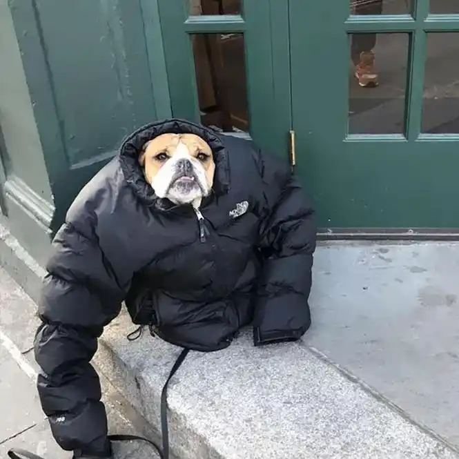 一只狗有这些表现,说明它已经很"冷"了!铲屎官别忽视!