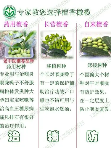 包邮超快新鲜水果青橄榄药用檀香治咽喉炎声音哑喉咙有痰宝宝咳嗽