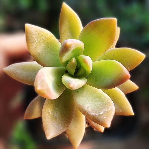 多肉铭月明月老桩金黄色盆栽绿植花卉肉肉植物多肉植物