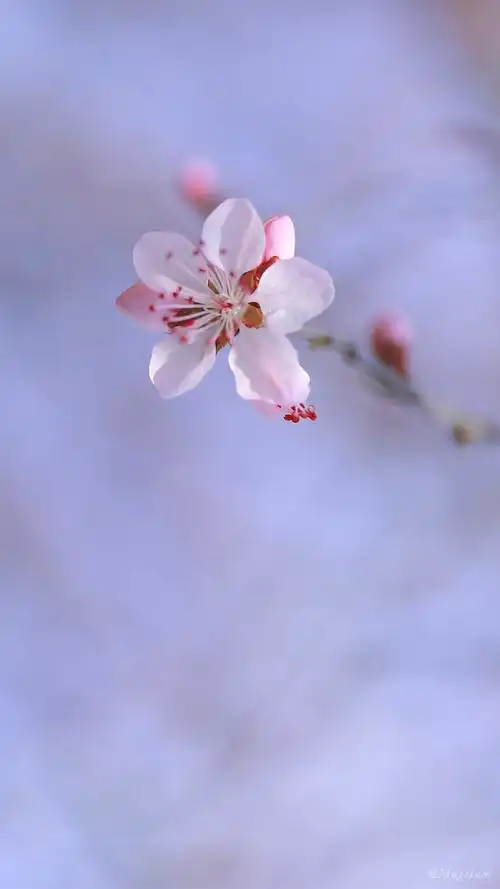 唯美好看樱花图片高清手机壁纸