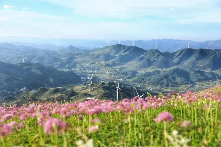 最美初秋,花海绽放