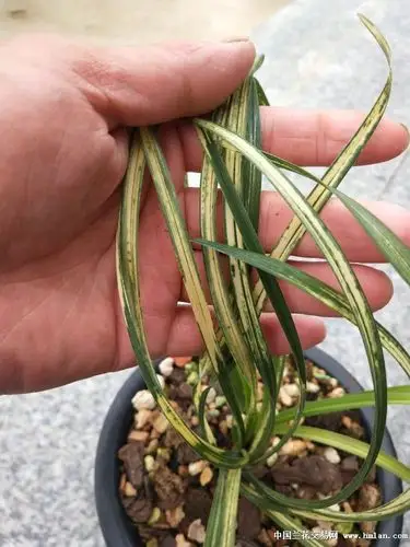 比较喜欢的一盆虎斑中透艺-蕙兰篇-中国兰花交易网社区