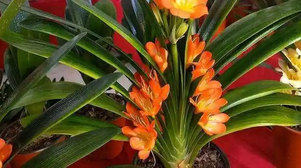 开出的花朵很大,而且颜色比较鲜艳,花朵也很整齐和尚君子兰是一种名贵