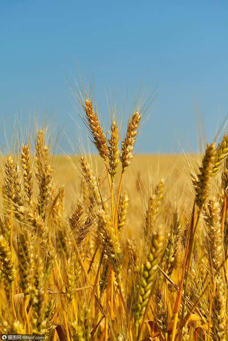 照片 自然风景 金色麦田,背景蓝天.jpg