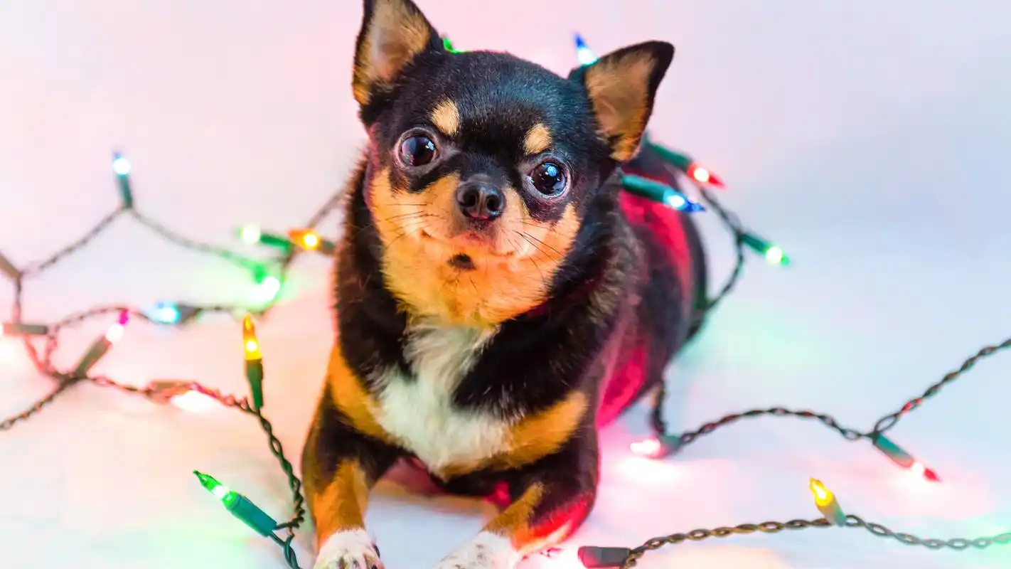 精选可爱的动物壁纸桌面图片合集