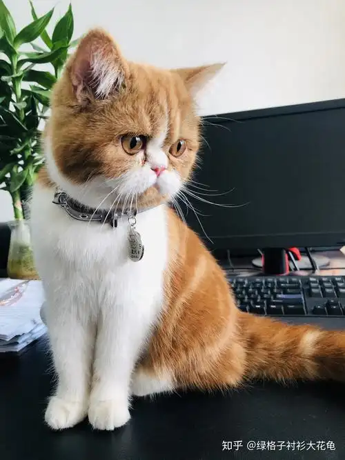 加菲猫长这样吗